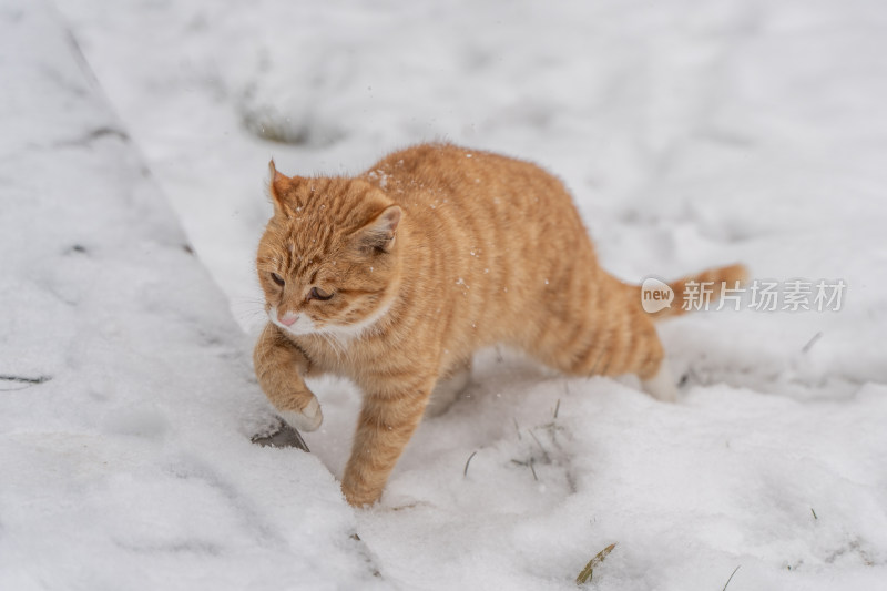 橘猫在雪地行走下雪天冬季