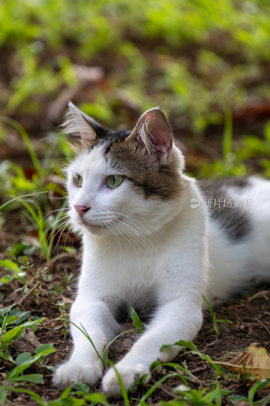 可爱的三花猫