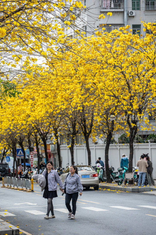 黄花风铃木