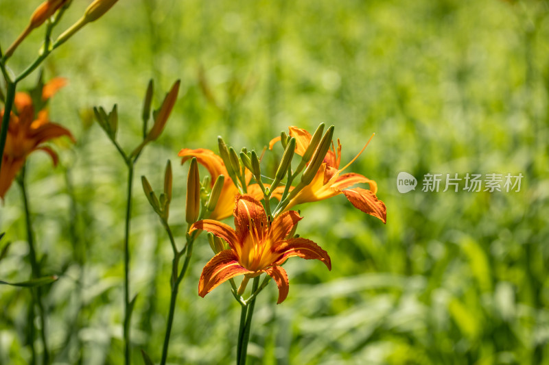 黄花菜 黄花