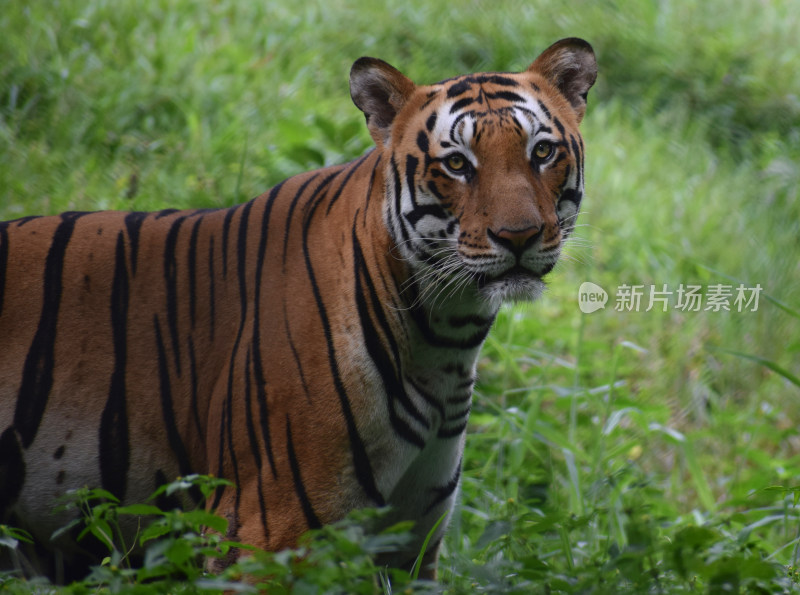 百兽之王老虎猛虎东北虎白虎虎威