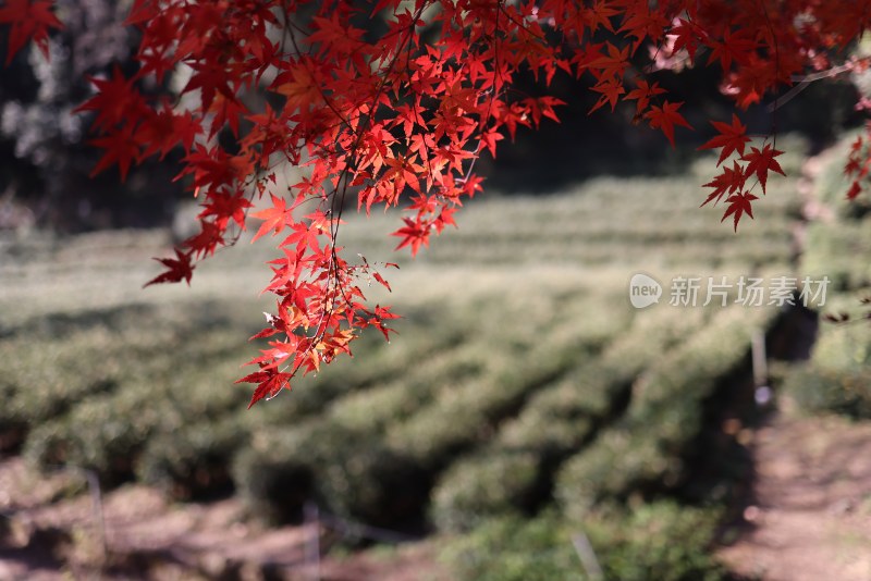 杭州九溪烟树红叶红枫茶园唯美秋景