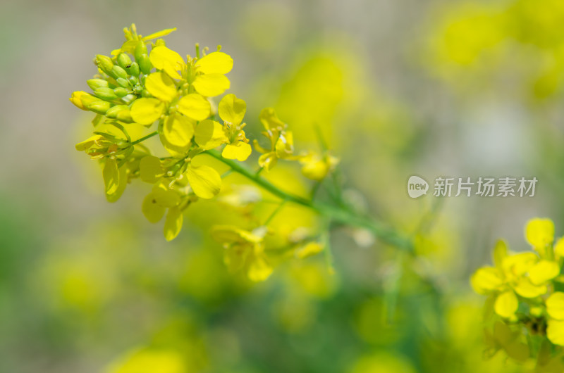 油菜花田中一株油菜花特写