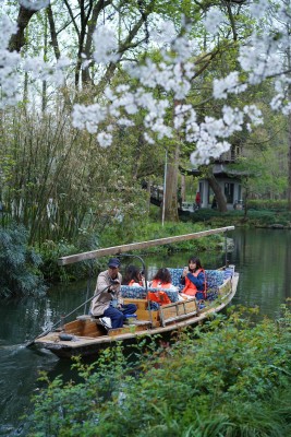 杭州西湖曲院风荷樱花盛开