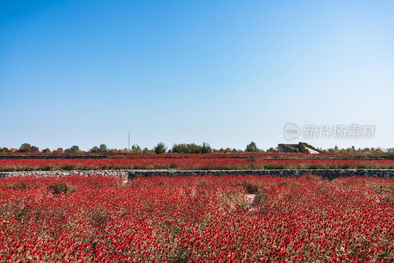 三台山公园大片红色花卉盛开的户外美景