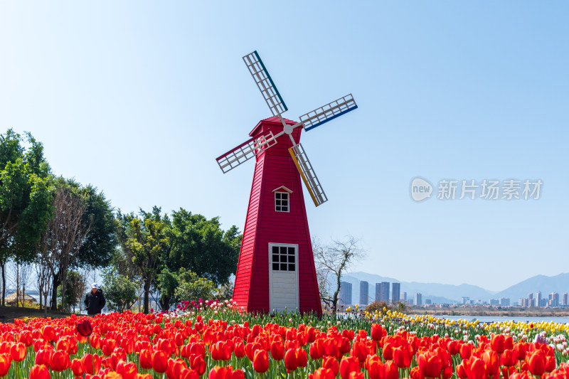 大片郁金香花海景观