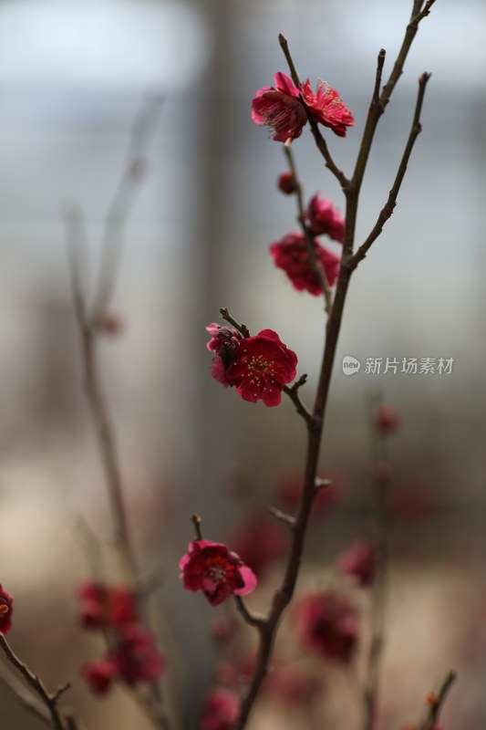 梅花系列