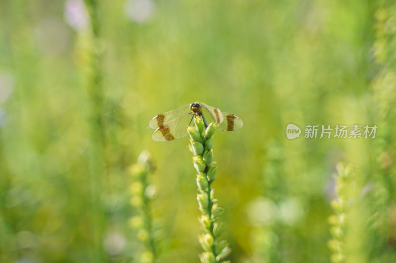 蜻蜓在花草上休息