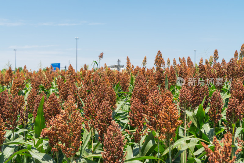 晴朗天气下的高粱地特写