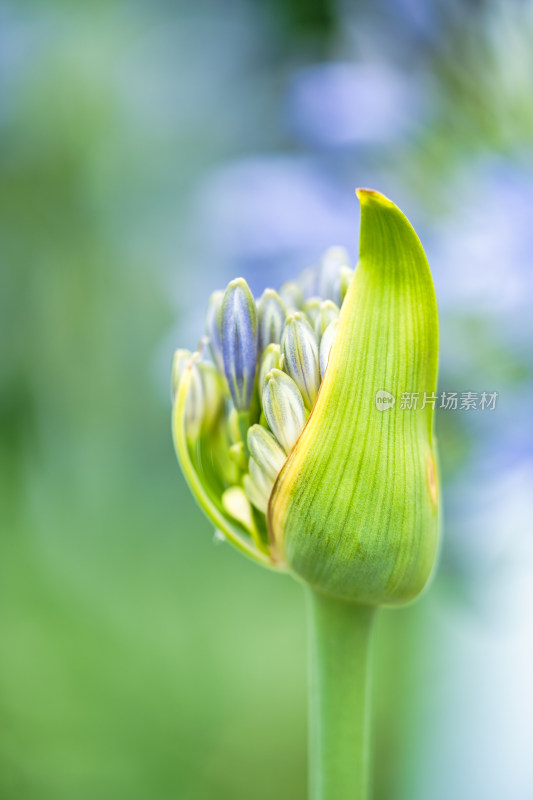 植物百子莲开花特写