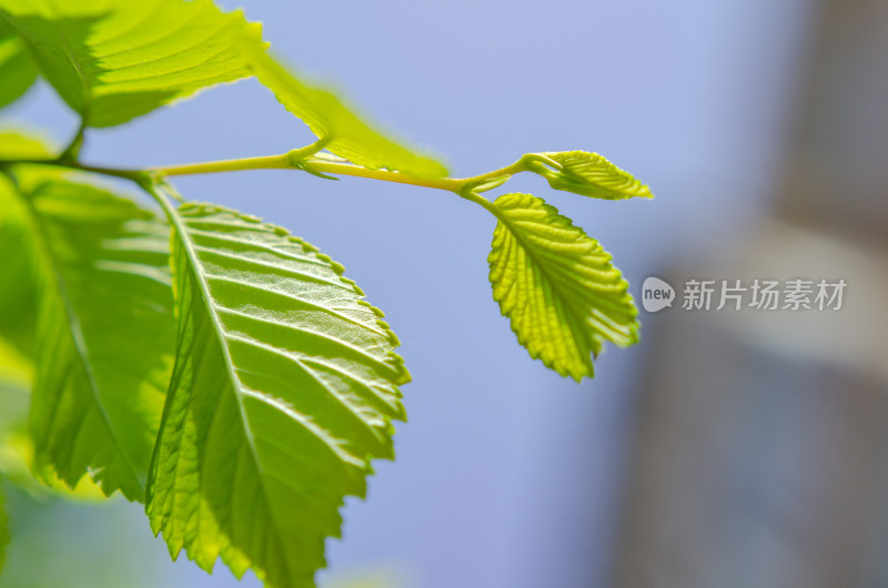 阳光下嫩绿树叶特写