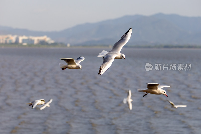 海鸥、红嘴鸥