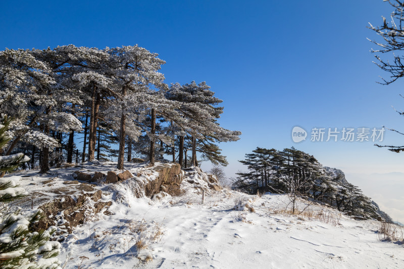 黄山雪松