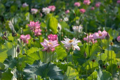 池塘里清新自然荷花