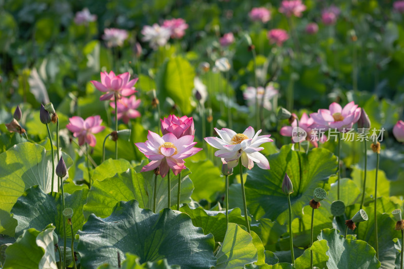 池塘里清新自然荷花