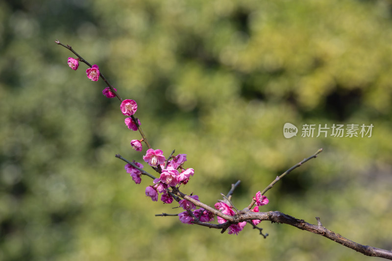 杭州花港观鱼枝头绽放的梅花特写