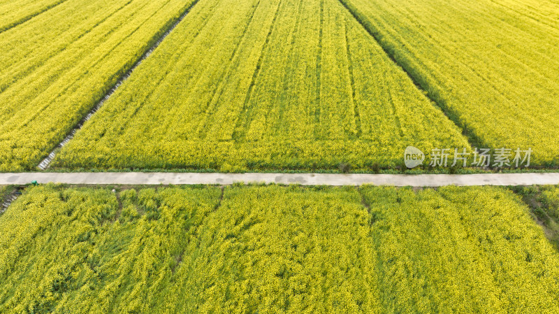 湖北武汉蔡甸消泗油菜花海航拍