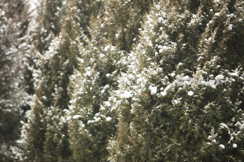 北方雪后的景色