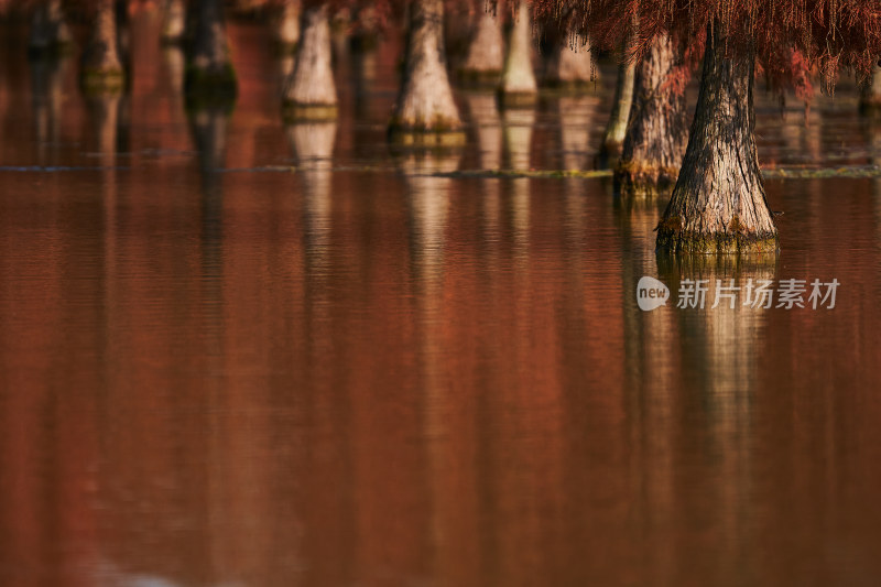 秋天的湿地公园