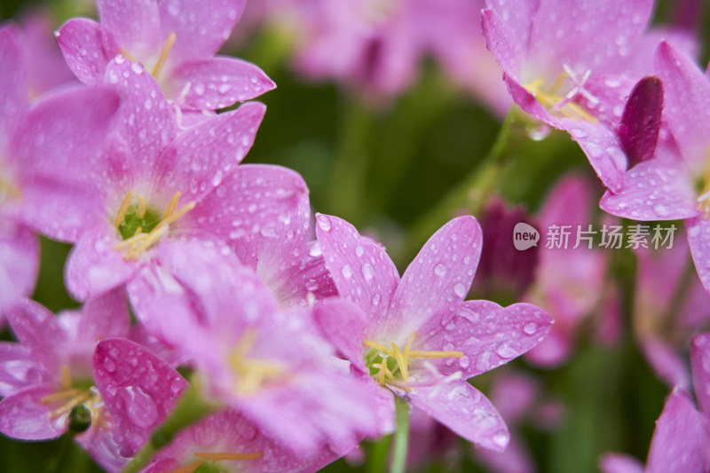 粉色的风雨兰花海