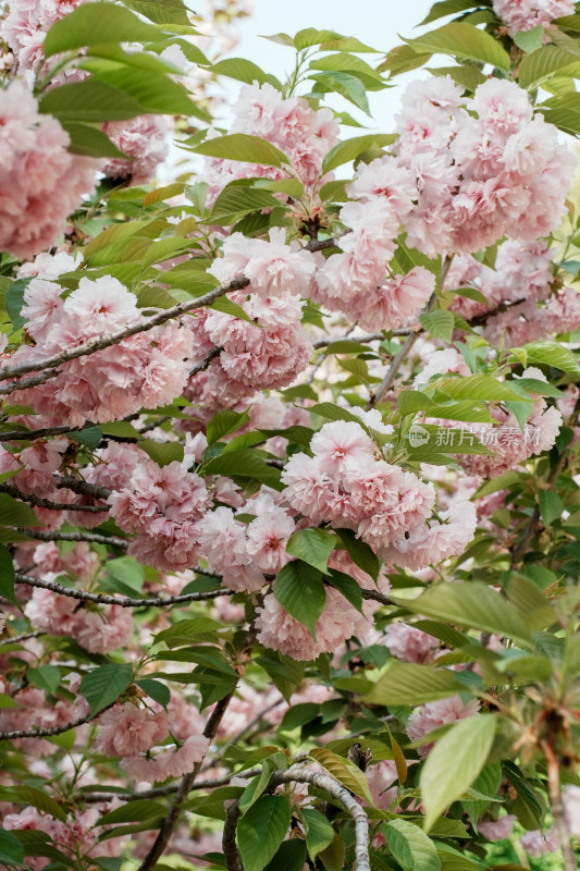 北京朝阳公园樱花