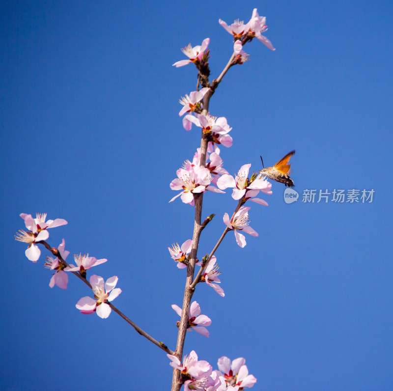 夏日的花草