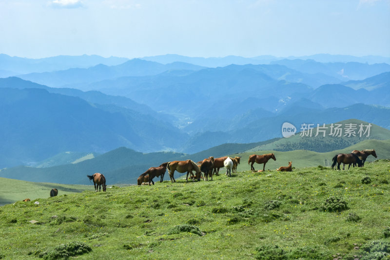 五台山自然天然牧场风光