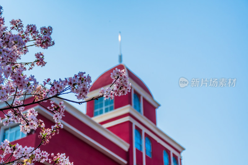 红色建筑旁盛开的樱花树唯美景观