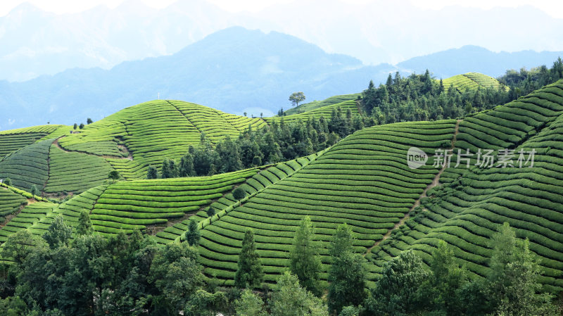 绿色茶山