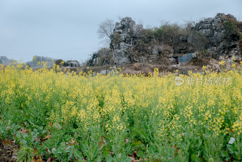 野外黄色油菜花田盛开景象