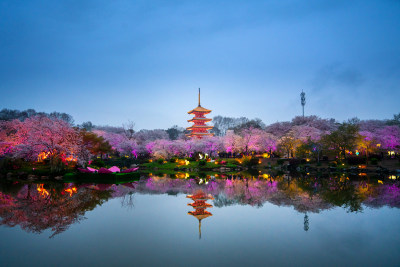 武汉东湖樱园夜樱