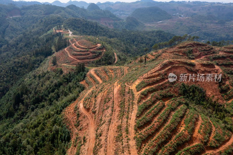 梯田上的绿色希望 仙人掌种植基地