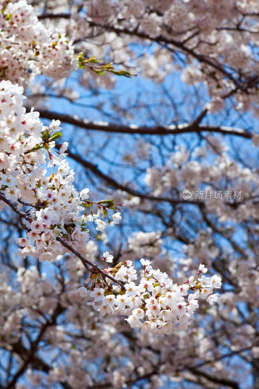 韩国济州岛汉拿山御里木，樱花