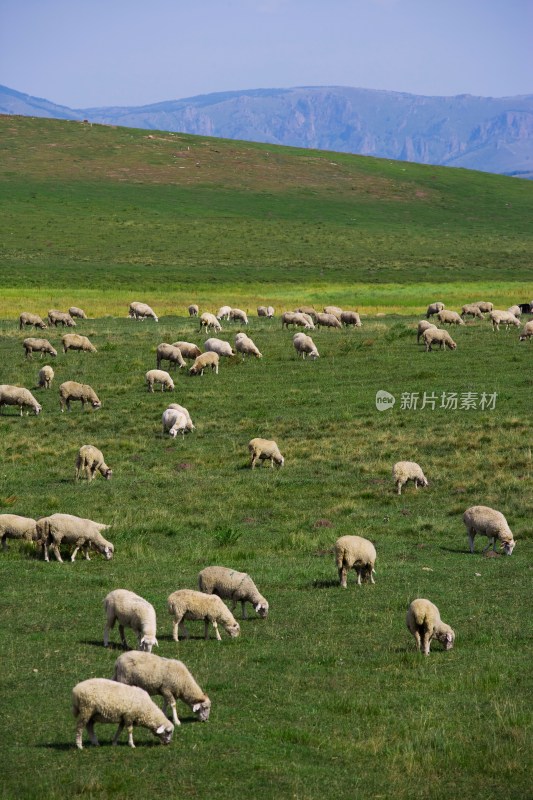 内蒙,坝上,乌兰木统,乌兰木统草原,红山,军马场,草原,草地,