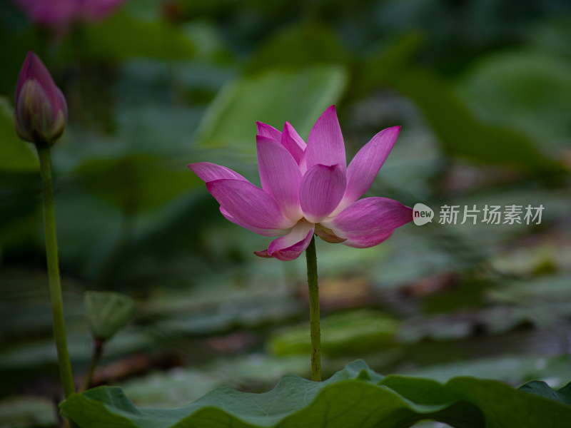 荷花/荷叶/莲花/莲叶