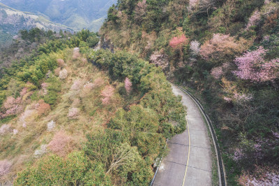 航拍建德三都镇至浦江春天山樱花盛开