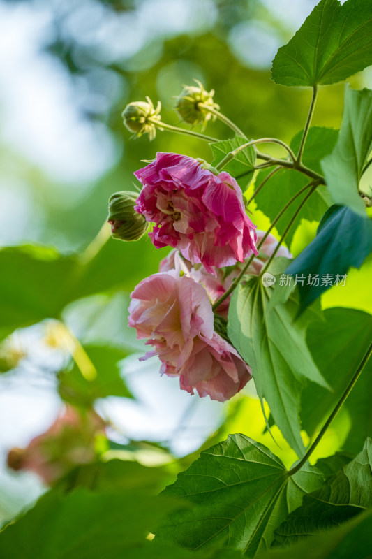 逆光的木槿花特写