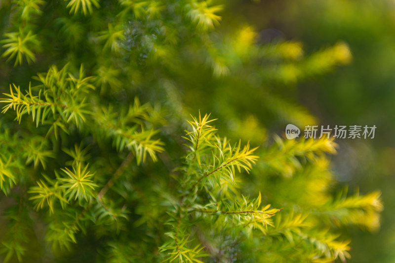 松树枝叶的特写镜头