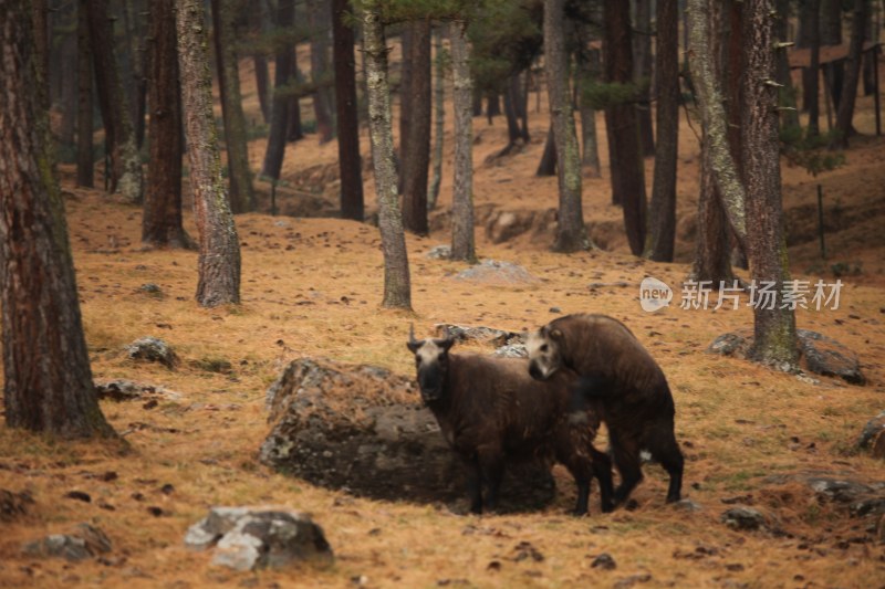 森林中两只不丹国宝四不像羚牛的场景