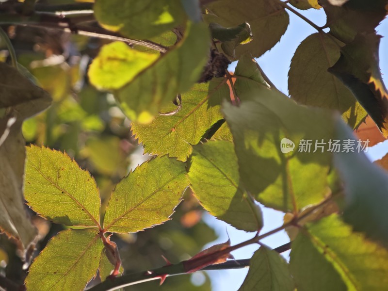 阳光下叶脉清晰的绿叶特写