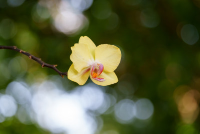 淡雅黄兰花特写