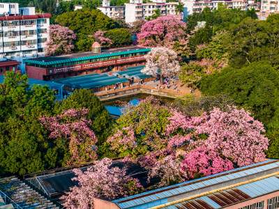 中国广东省广州市天河区华南师范大学异木棉