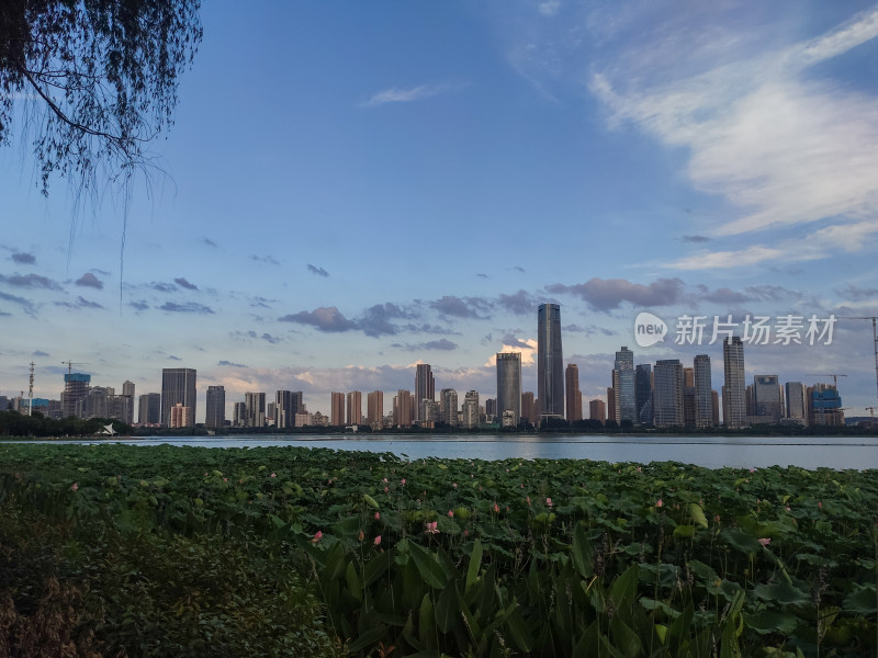 城市天际线下的湖泊与繁茂植物景致