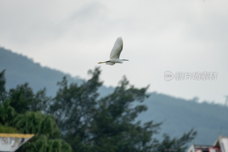 白鹭凌空展翅