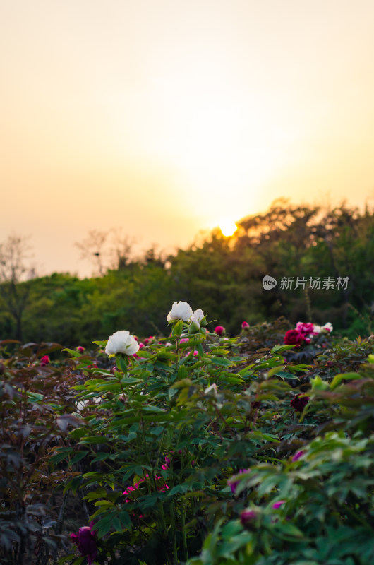 夕阳下盛开的牡丹花