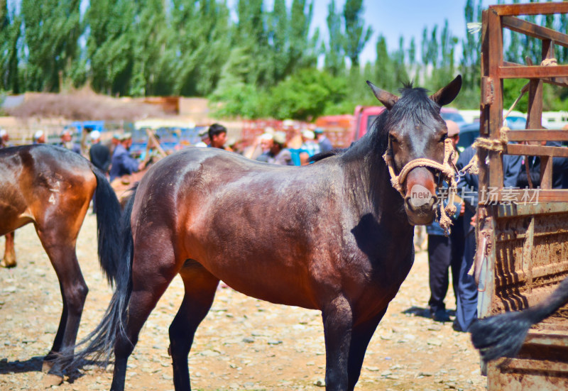 新疆喀什牛羊大巴扎农贸交易市场马匹