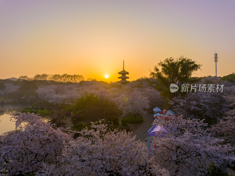 武汉东湖磨山樱花园樱花盛开