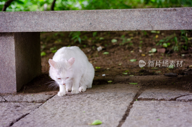 公园里一只白色的流浪猫正在觅食