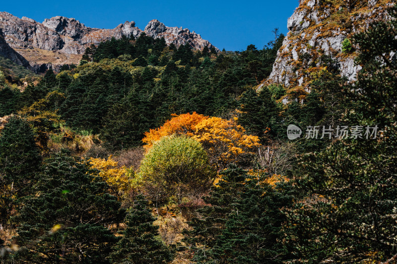 丽江玉龙雪山蚂蝗坝