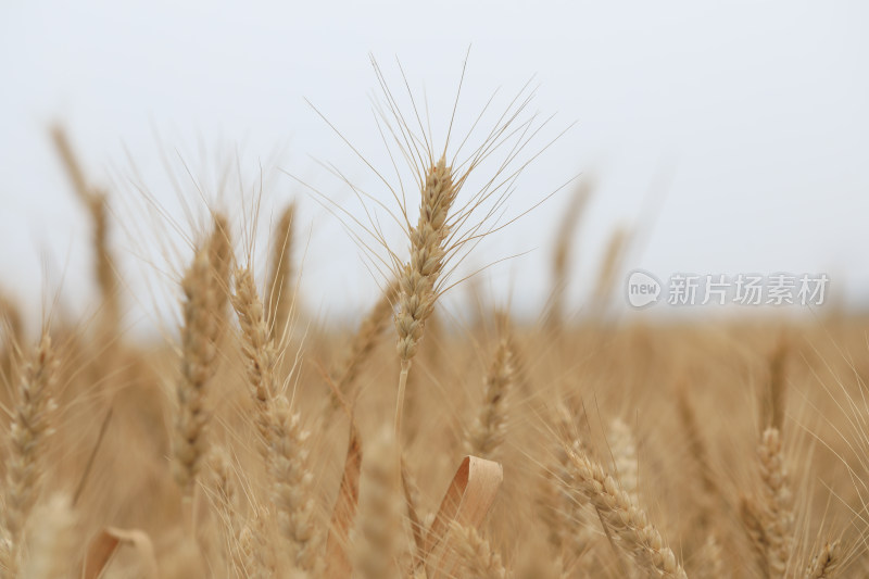 麦田麦子地成熟的小麦